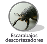 Narrativa Escarabajos