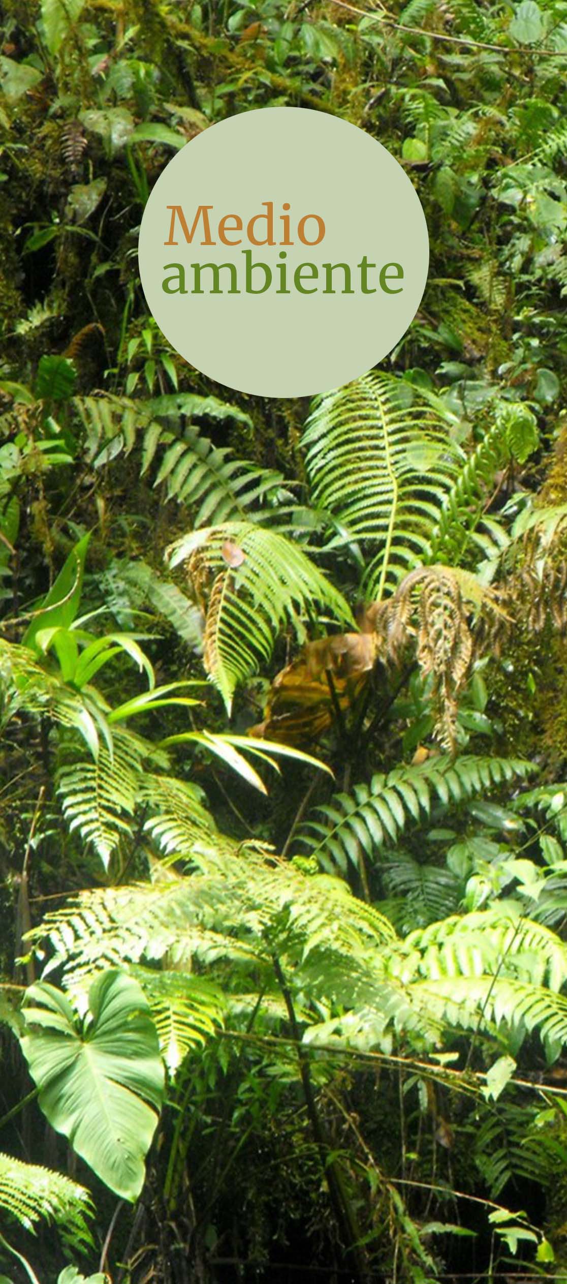 Medio Ambiente