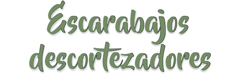 Narrativa Escarabajos
