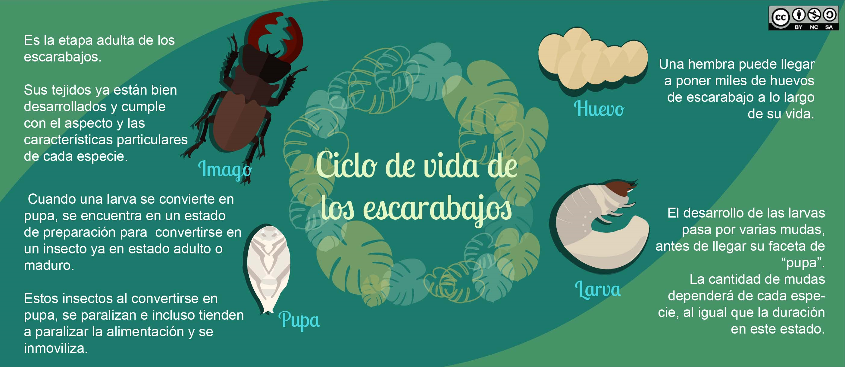 Infografía ciclo de vida de los escarabajos