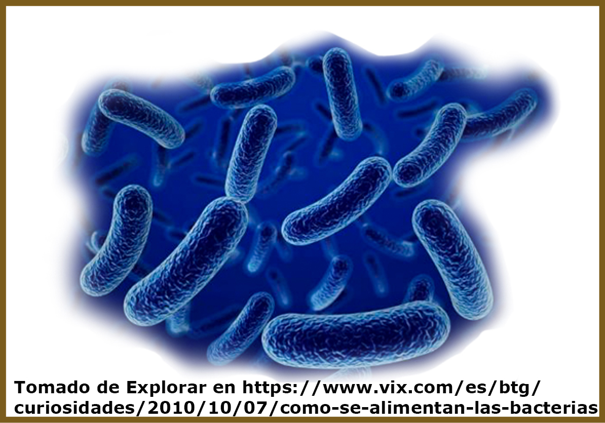 Bacterioplancton