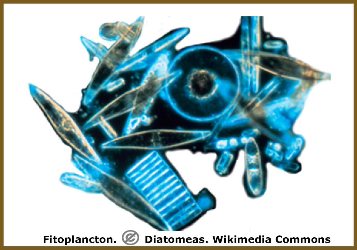 Plancton