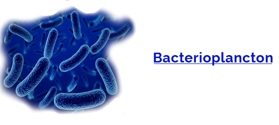 Bacterioplancton