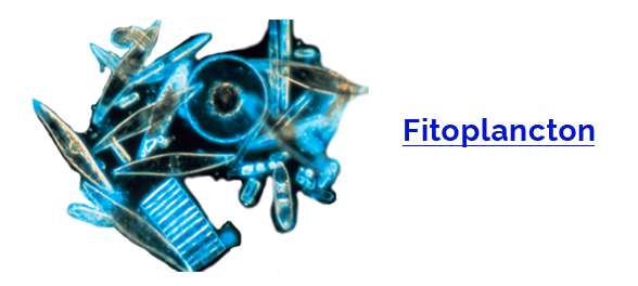 Fitoplancton