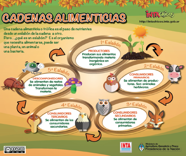Cadenas Alimenticias