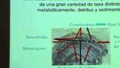 Microbialitos: Los arrecifes del mundo bacteriano