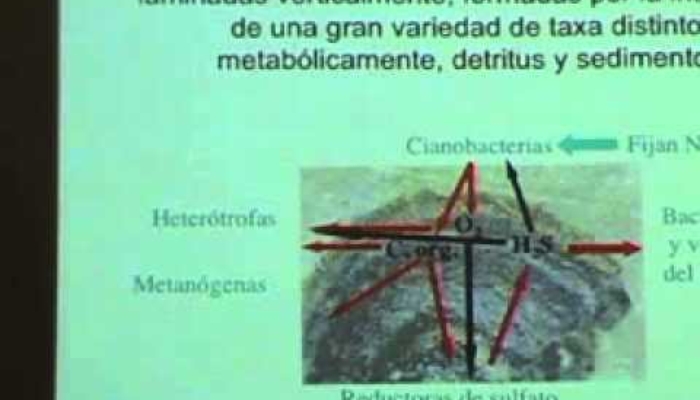 Microbialitos: Los arrecifes del mundo bacteriano