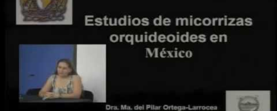 De orquideas y hongos