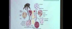 Como se metabolizan las celulas muertas