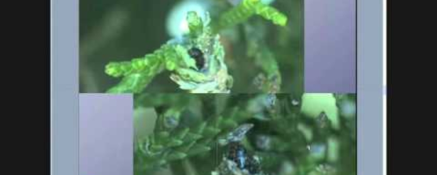 ¿QUIÉNES Y CÓMO SON LAS MARIPOSAS CARGA PALITOS?