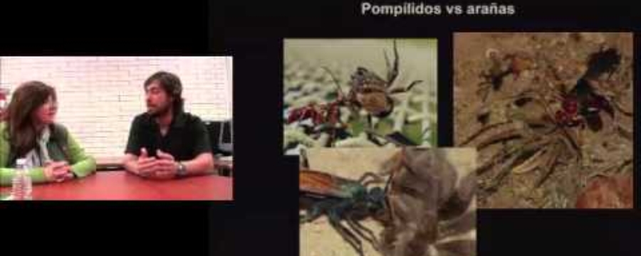 El fantástico mundo de las avispas parasitoides