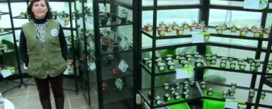 Centro de adopción de plantas mexicanas en peligro