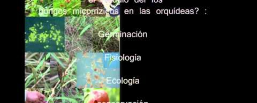 Propagación y conservación de algunas orquídeas de ped