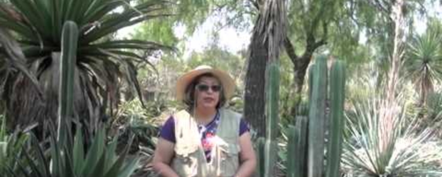 ¿Qué es un jardín botánico?